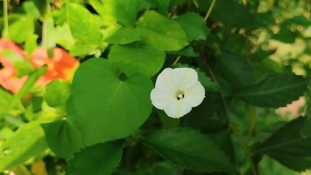 Ipomoea obscura, also known as morning glory, blooms beautifully.
