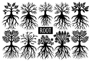 Twenty six root illustrations isolated on transparent background