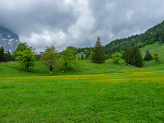 Switzerland, Meiringen, a close up of a lush green field