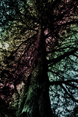 A tall tree, viewed from below, with its dark silhouette