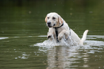 Yellow labrador retriever leaping out of the water of a pond