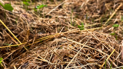 Close up view of dry brown grass and small green plants in natural habitat