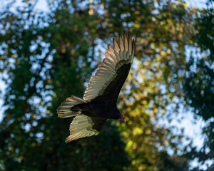 Backlit Eastern turkey vulture flying past some trees