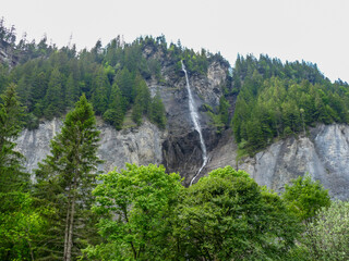 Switzerland, Meiringen, a large tree in a forest with waterfalls
