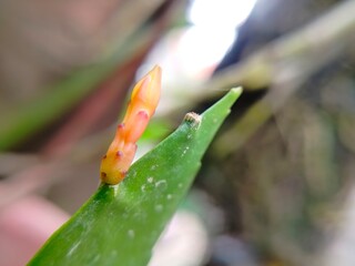 Hurricane Cactus flower bud texture