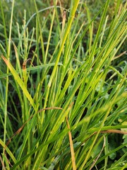 Close Up of Vibrant Green Grass Blades