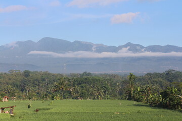 natural scenery, rice fields, plantations, mountain hills.