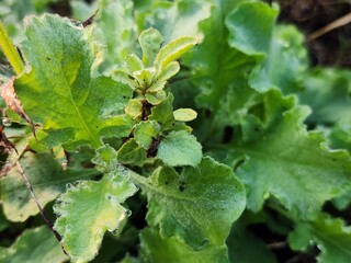 Closeup of Green Leaves with Dew Droplets