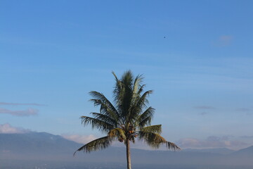 natural scenery of mountains, coconut trees, rice fields.