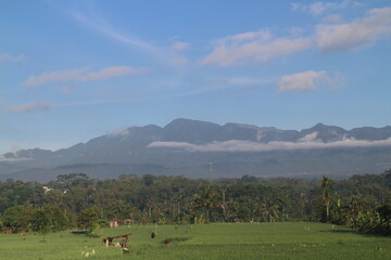 natural scenery, rice fields, plantations, mountain hills.