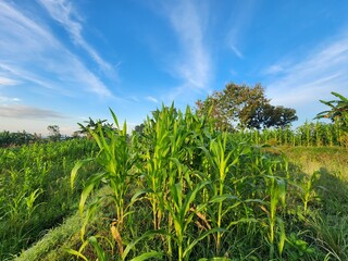 Lush Green Cornfield Under a Blue Sky
