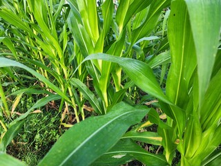 Lush Green Corn Plants in a Field