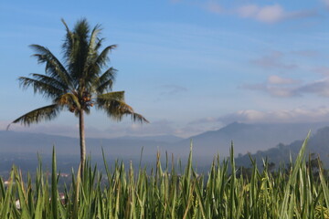 natural scenery of mountains, coconut trees, rice fields.