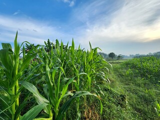 Lush Green Cornfield at Sunrise