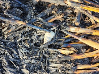 Close-Up of Burned Plant Remains and Ashes