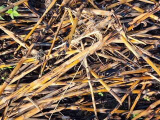 Burned Plant Stems on Dark Ground