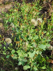 Close-Up of Green Plants with Fluffy White Seed Heads