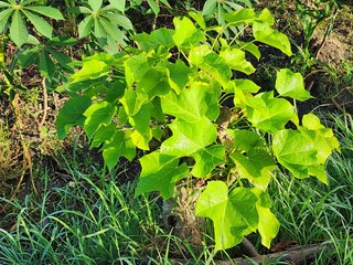 Vibrant Green Sapling with Lush Leaves in Sunny Outdoor Setting