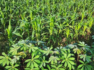 Lush Green Cassava and Corn Plants in a Field