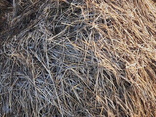 Detailed Close-Up of Dry Hay Texture