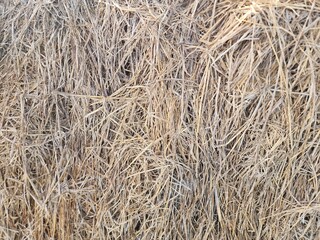 Detailed Close-Up Texture of Dried Hay or Straw