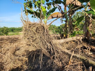 Pile of Dried Grass in a Rural Field under Bright Sunlight