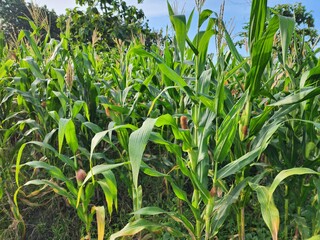 Lush Green Cornfield on a Sunny Day