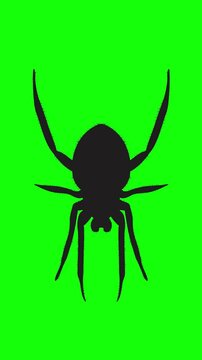 Animation of a spider facing forward, hanging against a green screen background, ideal for Halloween VFX and scary overlays.
