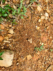 top view of anthill on the mud road