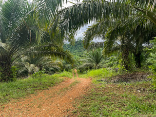 footpath in the middle of the palm oil plantation