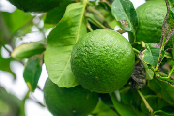 Leaves and fruits of kaffir lime, Bergamot fruit, Green limes on a tree Fresh lime citrus fruit high vitamin C in the garden