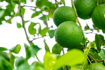 Leaves and fruits of kaffir lime, Bergamot fruit, Green limes on a tree Fresh lime citrus fruit high vitamin C in the garden