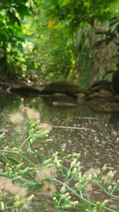 stream in the forest