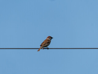 Tiny Eurasian Tree Sparrow Perched on a Wire