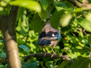 Eurasian Jay Hiding Among Lush Green Leaves