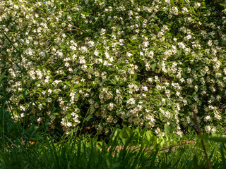 Lush Jasmine Bush Covered in White Blooms
