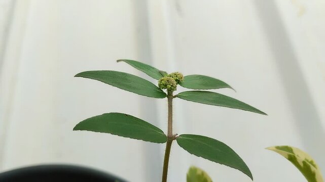 Euphorbia hirta or patikan kebo (pill-bearing spurge, asthma plant, hairy spurge, garden spurge, or pillpod sandman). This plant is often used as a medicinal herb.