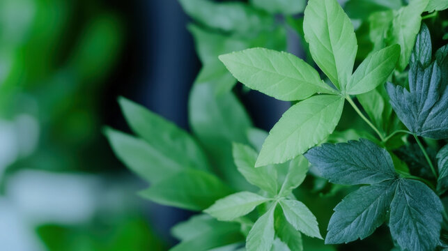 Fresh green leaves in close up view, showcasing their vibrant colors and natural texture, with blurred background creating serene and peaceful atmosphere