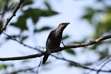 Asian glossy starling (Aplonis panayensis) is a species of starling in the family Sturnidae.This photo was taken in Japan.