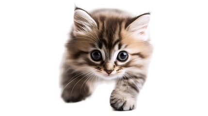 Obraz premium Playful Kitten Attacking Toy