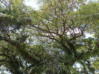 Lush Green Canopy of Tropical Trees on a Bright Sunny Day