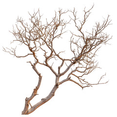 Fototapeta premium IceCovered Winter Tree Branches, Nature Photography, Bare, Brown, Twigs