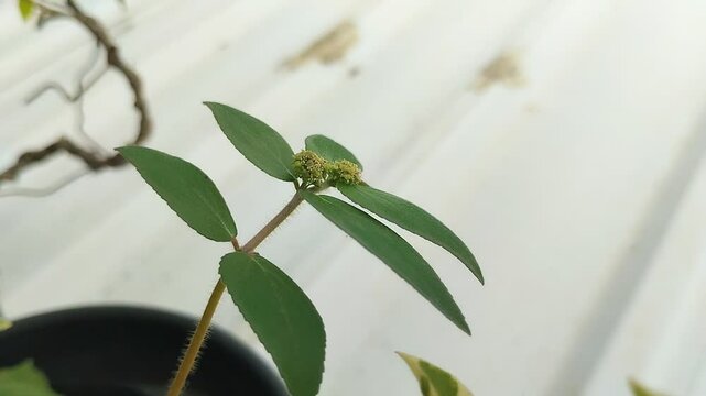 Euphorbia hirta or patikan kebo (pill-bearing spurge, asthma plant, hairy spurge, garden spurge, or pillpod sandman). This plant is often used as a medicinal herb.