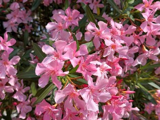 Pink flowers oleander nerium bush.
