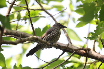 Asian glossy starling (Aplonis panayensis) is a species of starling in the family Sturnidae.This photo was taken in Japan.