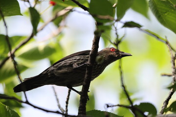 Asian glossy starling (Aplonis panayensis) is a species of starling in the family Sturnidae.This photo was taken in Japan.