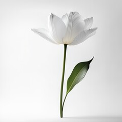 Fototapeta premium Single white tulip blossom with green leaf, isolated on white background