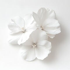 Fototapeta premium Three pristine white flowers arranged on a white background. The soft lighting emphasizes their delicate petals and subtle texture