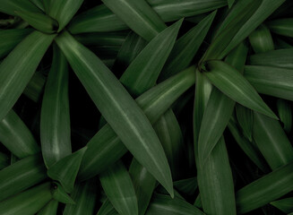 Close-up of green leaves, providing a textured and abstract nature dark green background. Luxurious textures, exotic greenery, arboretum and botanical patterns.