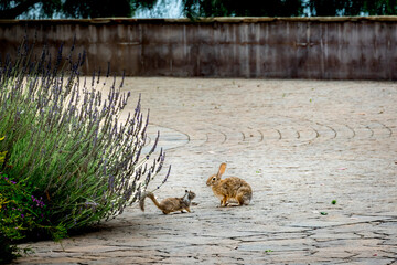 Squirrel and bunny stare down 